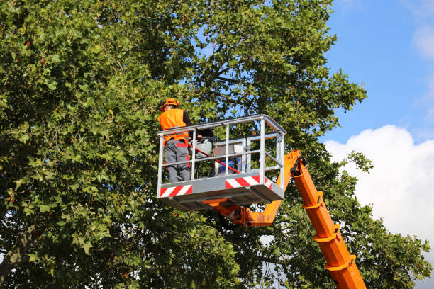 Best Tree Disease Treatment  in Lansford, PA