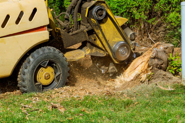 Best Palm Tree Trimming  in Lansford, PA